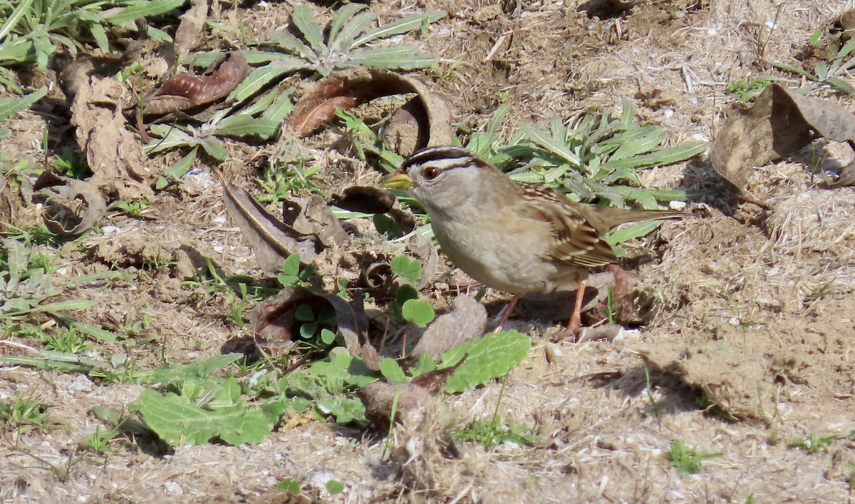 White-crowned Sparrow - ML614806328