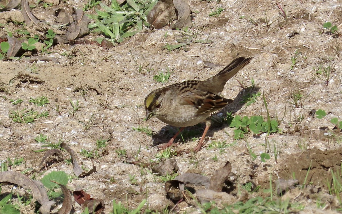 Golden-crowned Sparrow - ML614806330