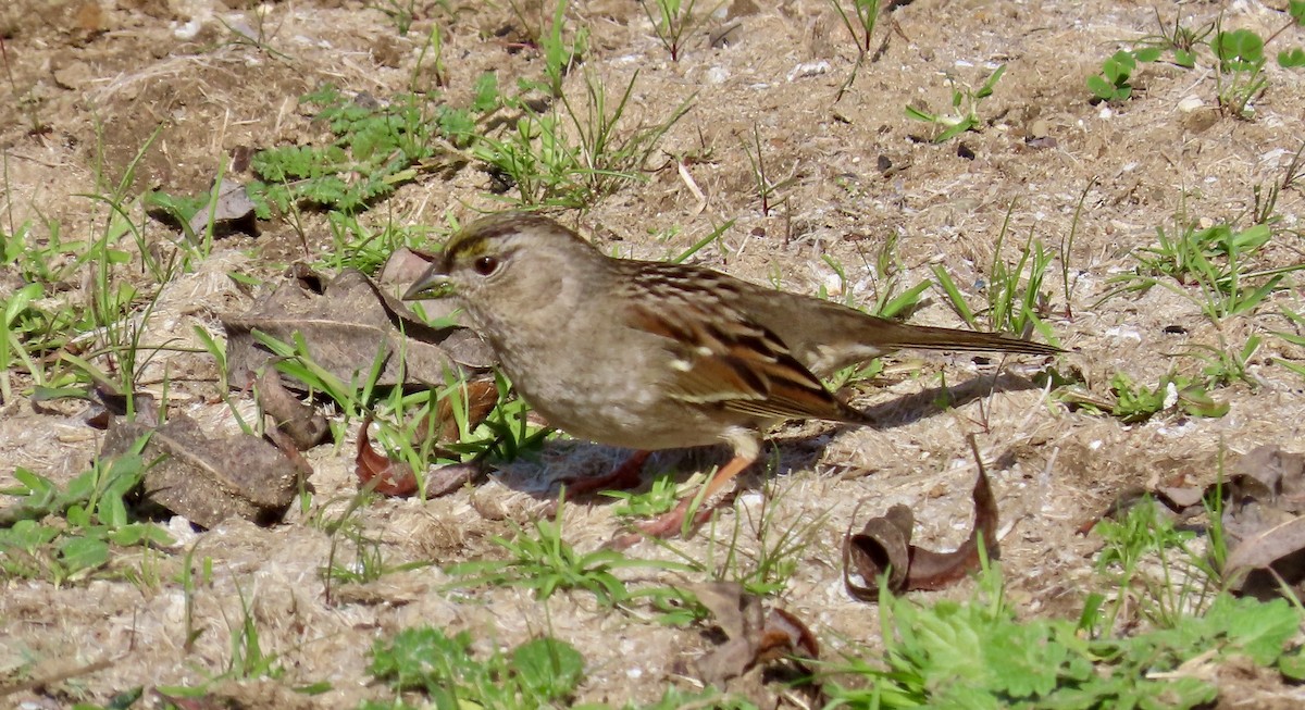 Golden-crowned Sparrow - ML614806335