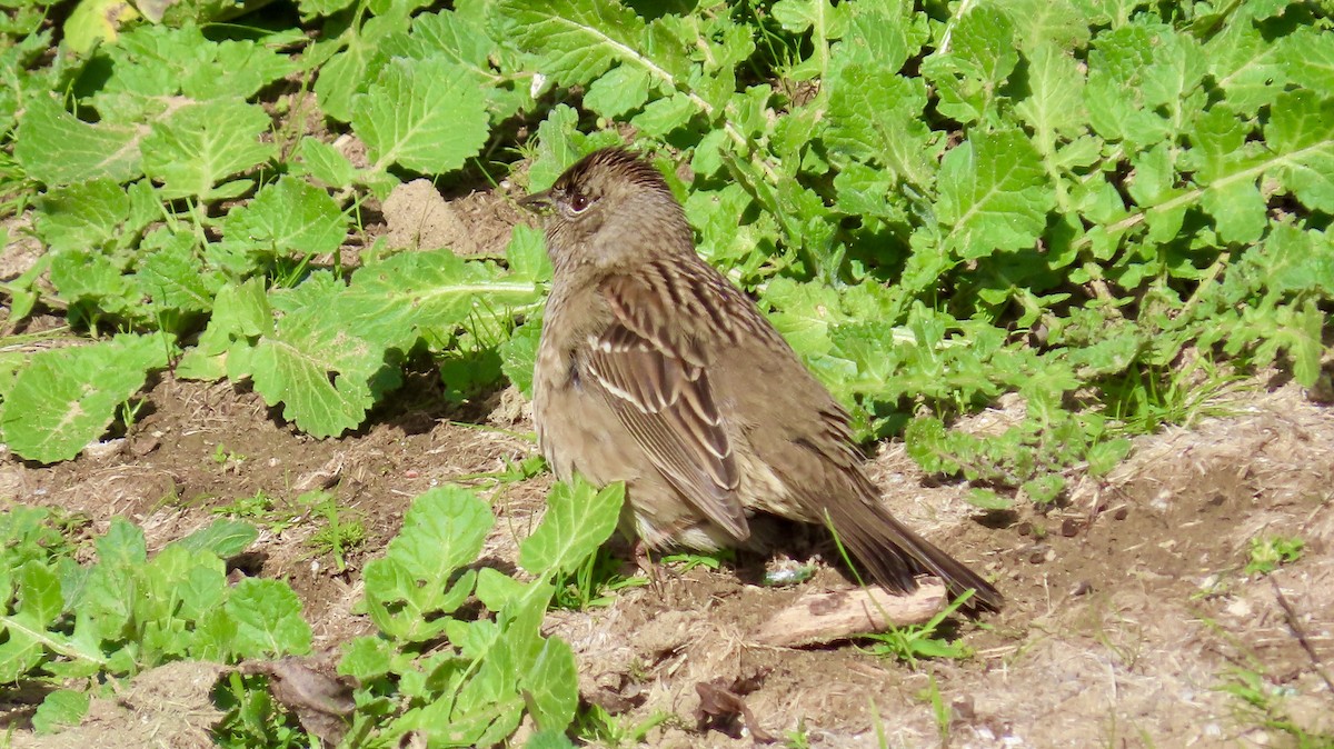 Golden-crowned Sparrow - ML614806336
