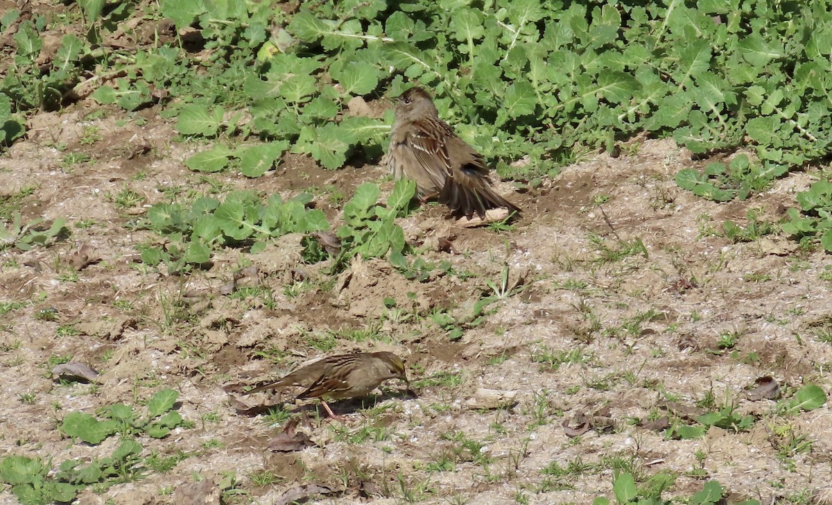 Golden-crowned Sparrow - ML614806337