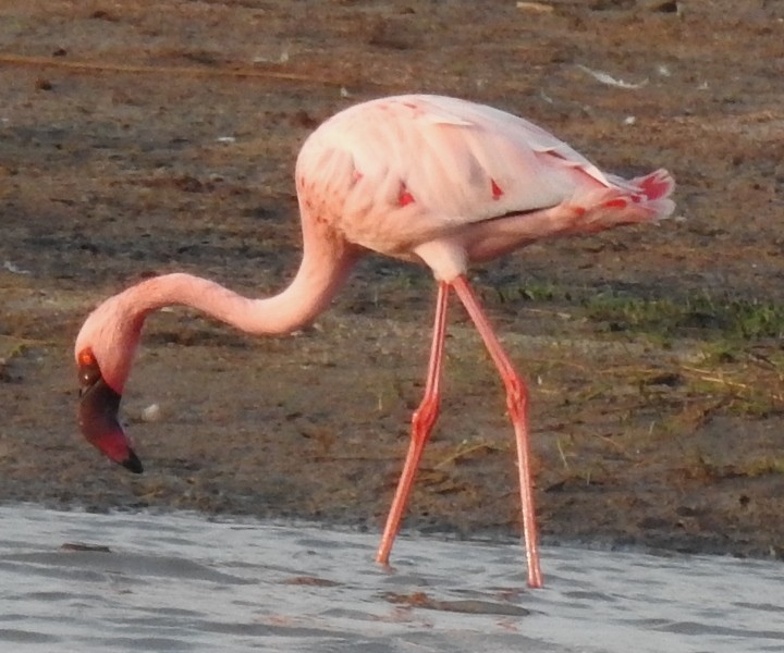 Lesser Flamingo - ML614806365