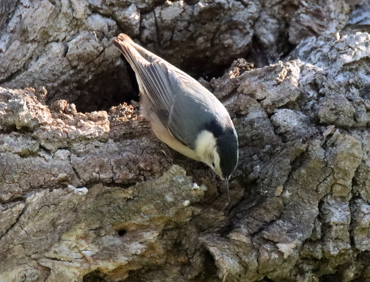 White-breasted Nuthatch - ML614806503