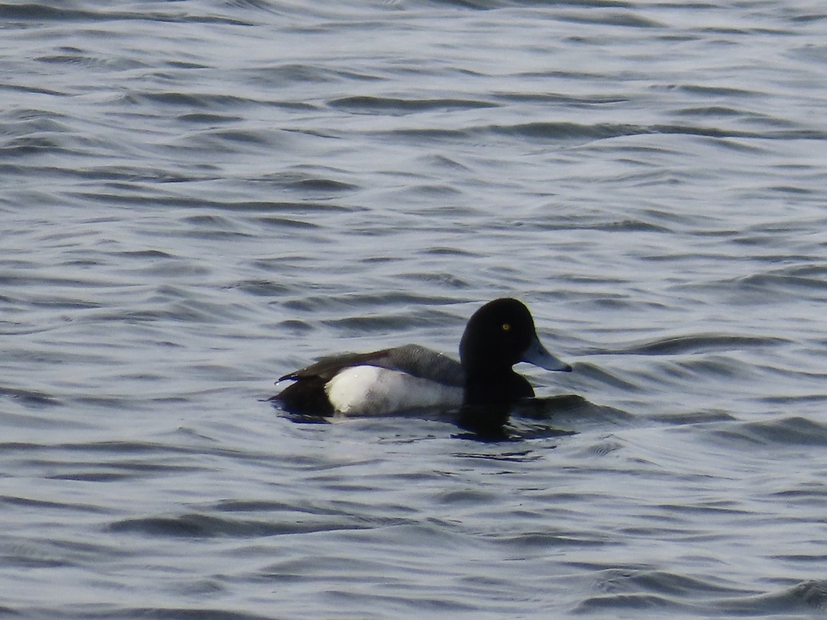 Greater/Lesser Scaup - ML614806518