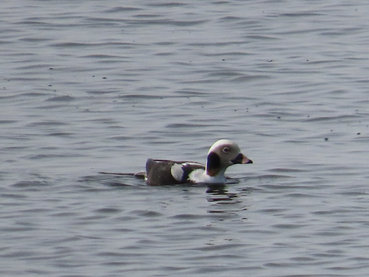 Long-tailed Duck - ML614806529