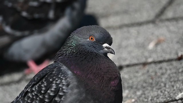 Pigeon biset (forme domestique) - ML614806560