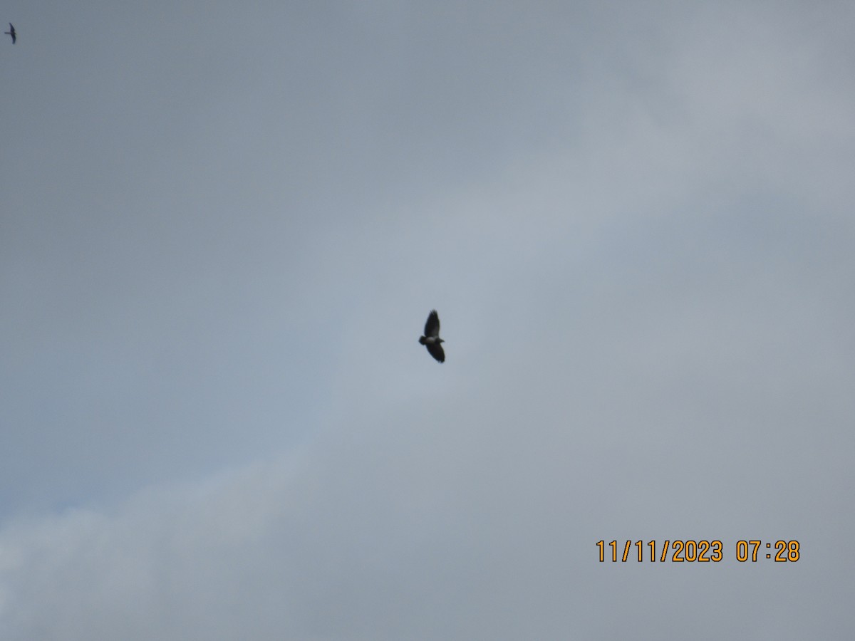 Black-chested Buzzard-Eagle - ML614806861