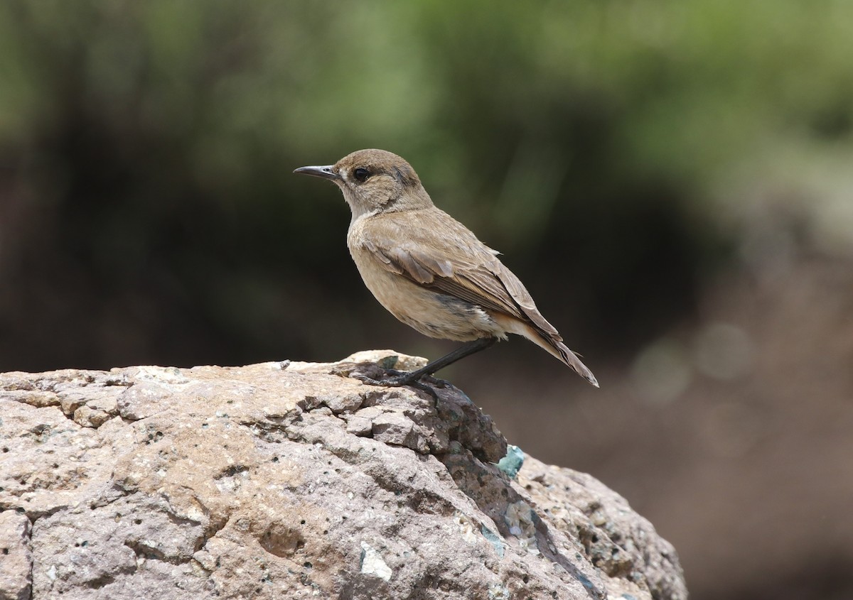 Sickle-winged Chat - ML614807138