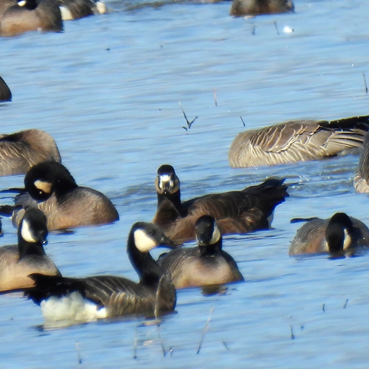 Greater White-fronted x Cackling Goose (hybrid) - ML614807248