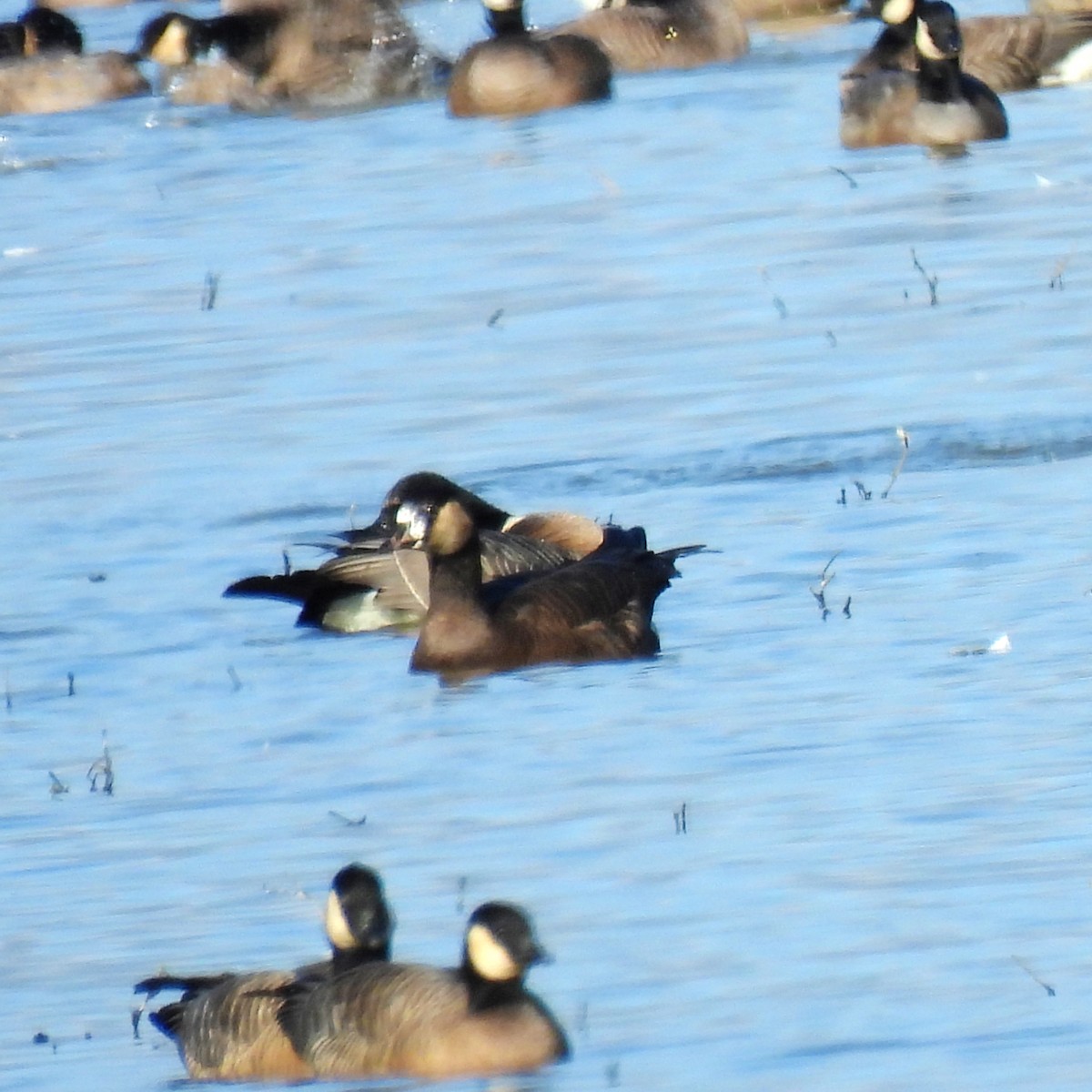 Greater White-fronted x Cackling Goose (hybrid) - ML614807249
