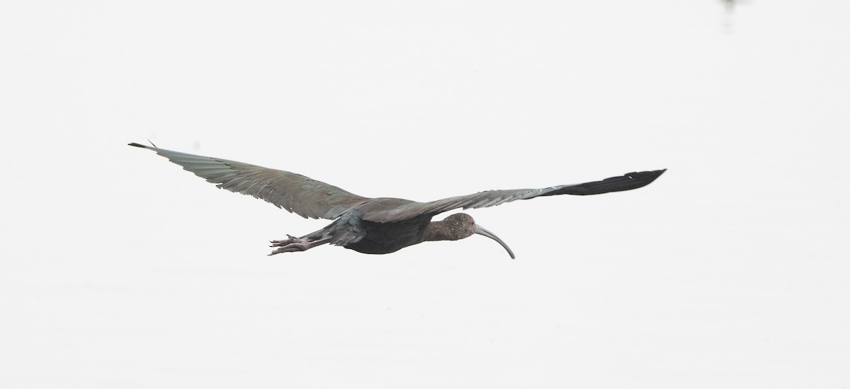 ibis americký - ML614807301