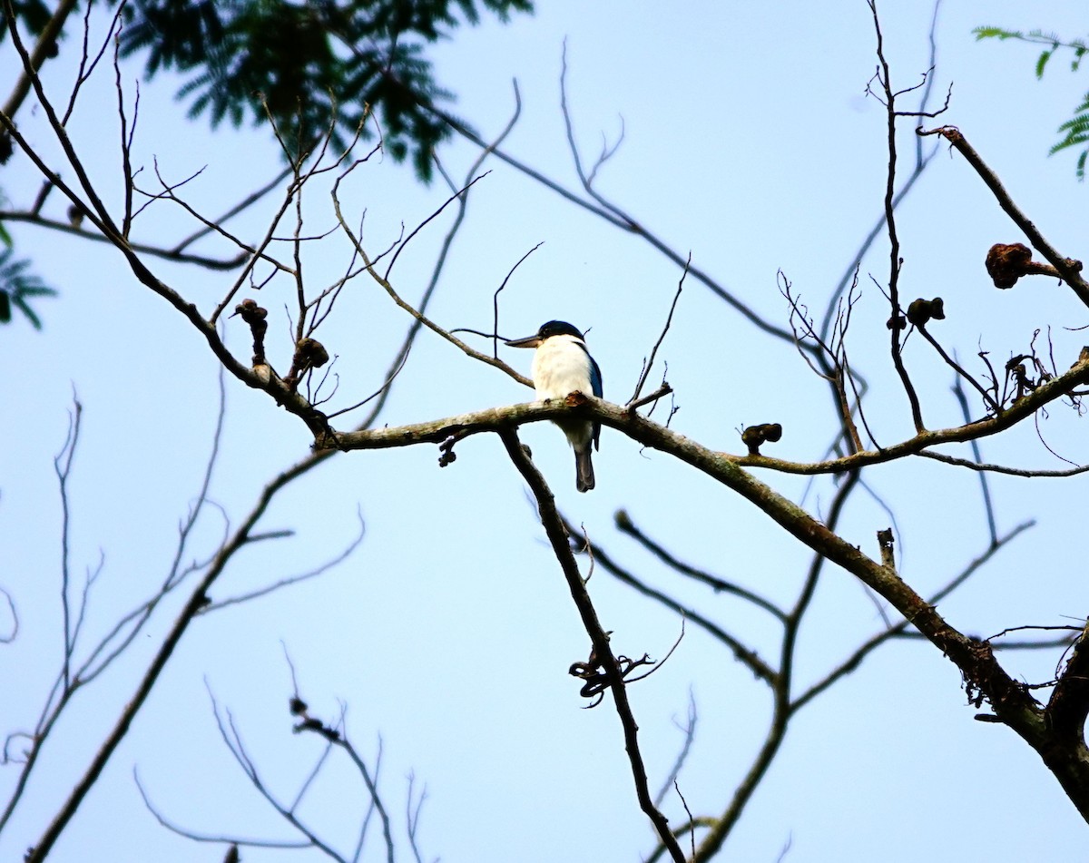 Collared Kingfisher (Collared) - Liao Tzu-Chiang