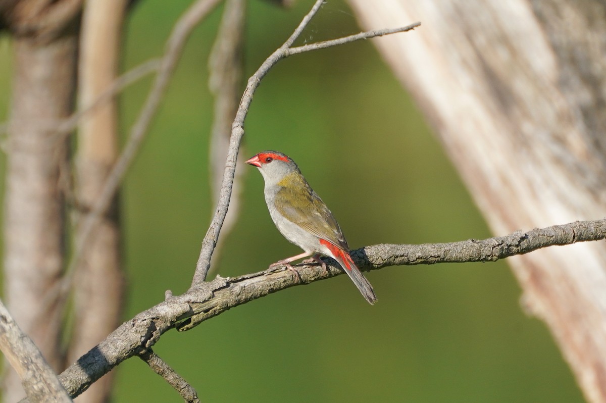 Red-browed Firetail - ML614807386