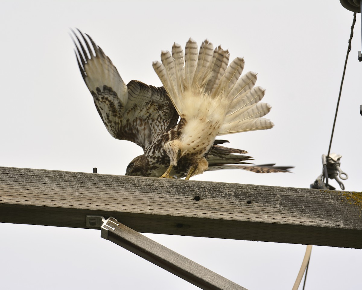 Red-tailed Hawk - ML614807732