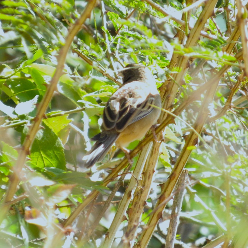 Black-chested Sparrow - Alex Loya