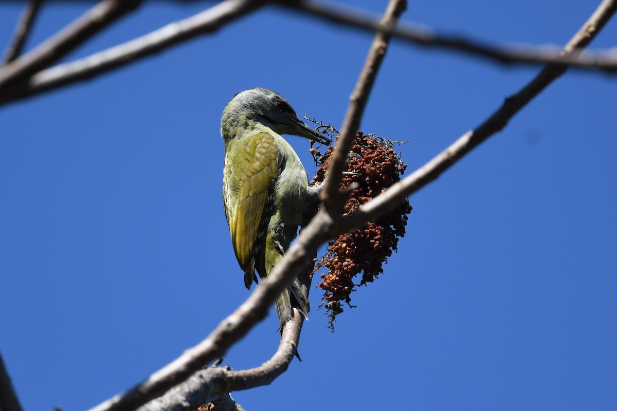 Gray-headed Woodpecker - joseph leong