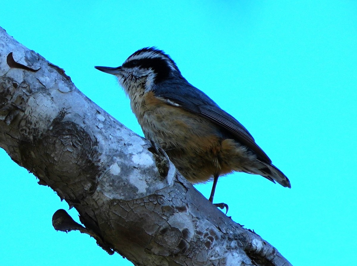 Red-breasted Nuthatch - ML614808316