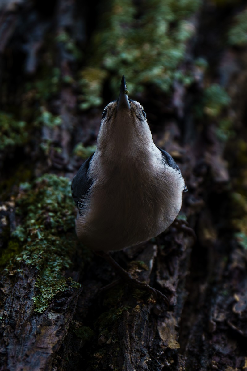 White-breasted Nuthatch - ML614808350