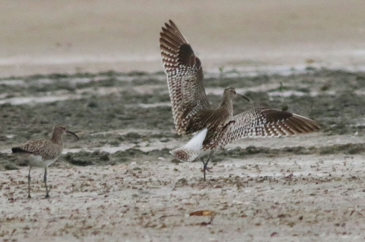 Whimbrel (Steppe) - ML614808509
