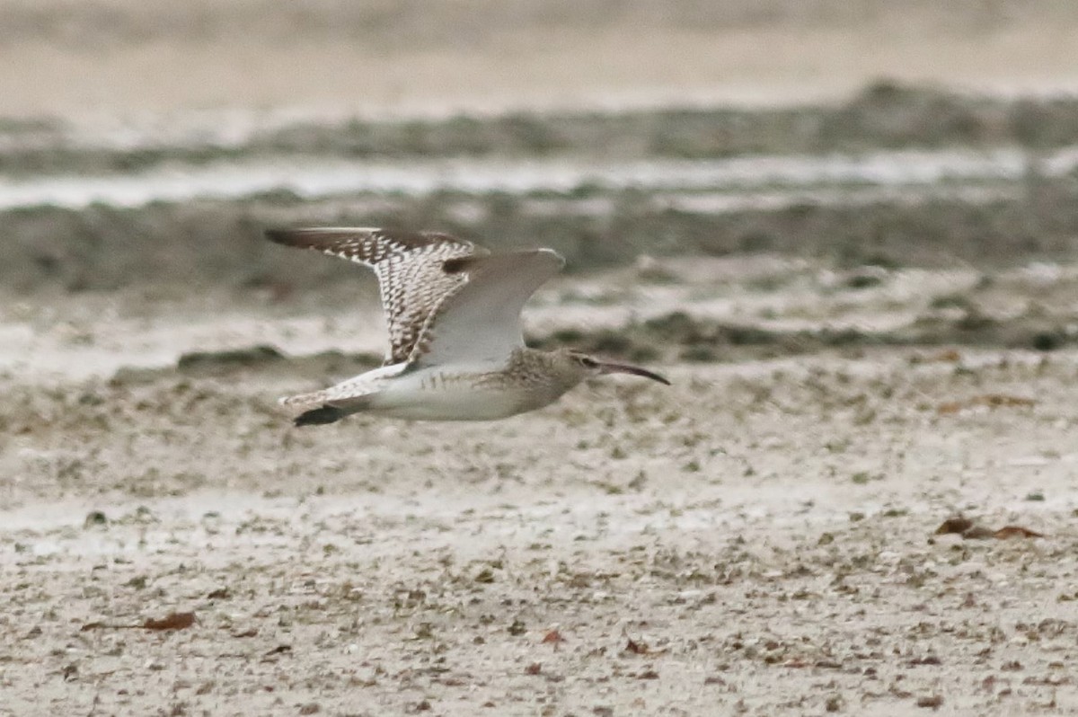 Whimbrel (Steppe) - ML614808511