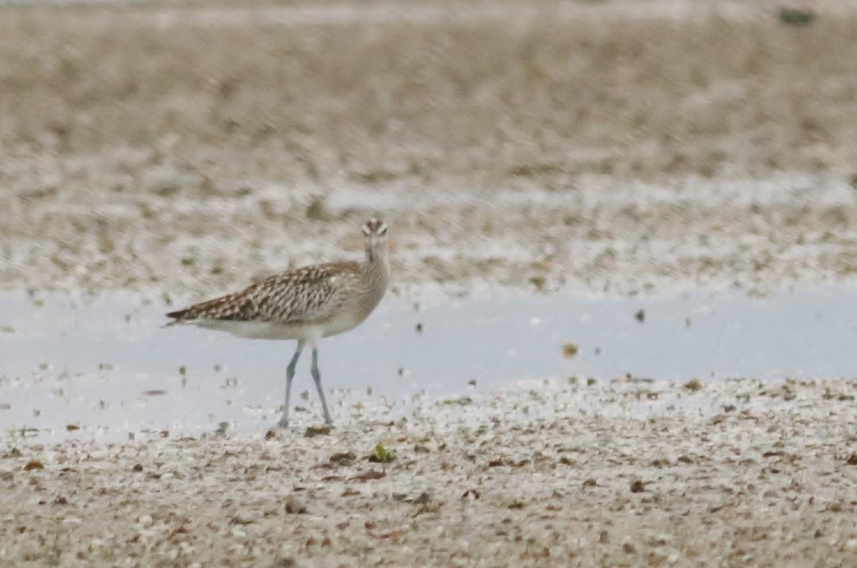Whimbrel (Steppe) - ML614808513