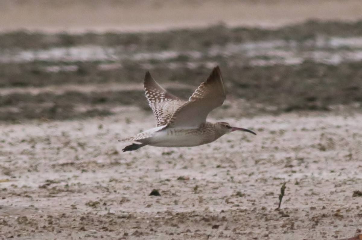 Whimbrel (Steppe) - ML614808514