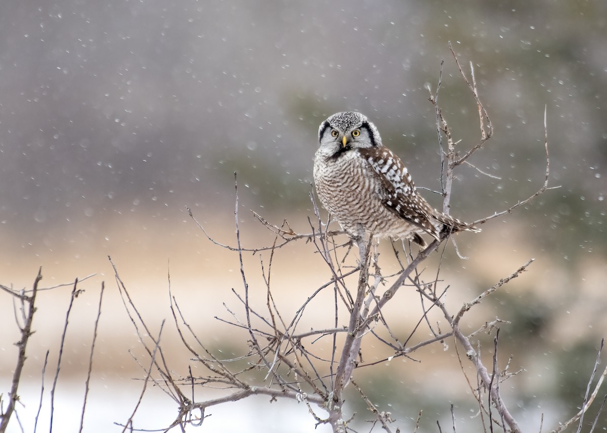 Northern Hawk Owl - Carl Giometti 🍹
