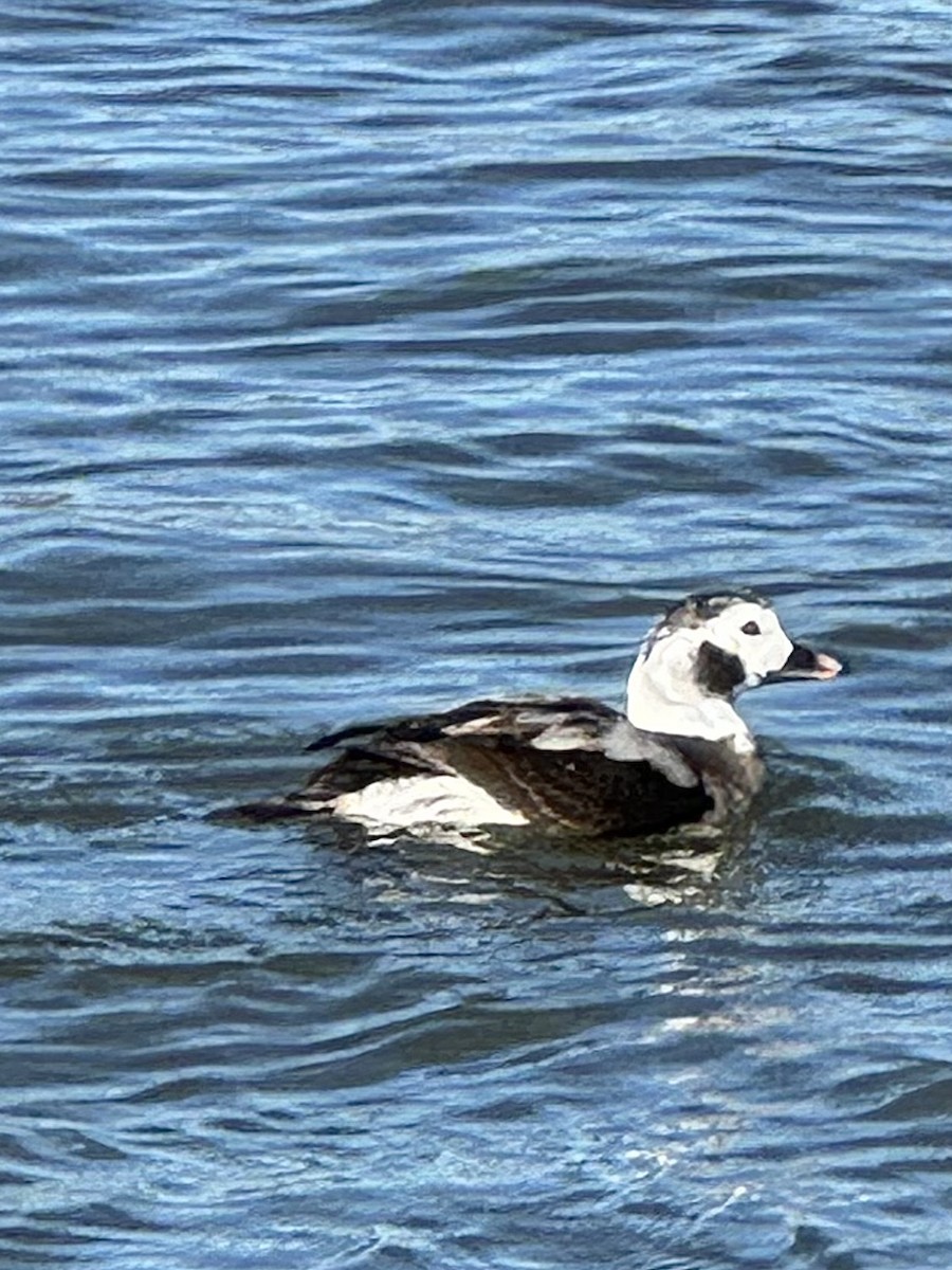 Long-tailed Duck - ML614808564