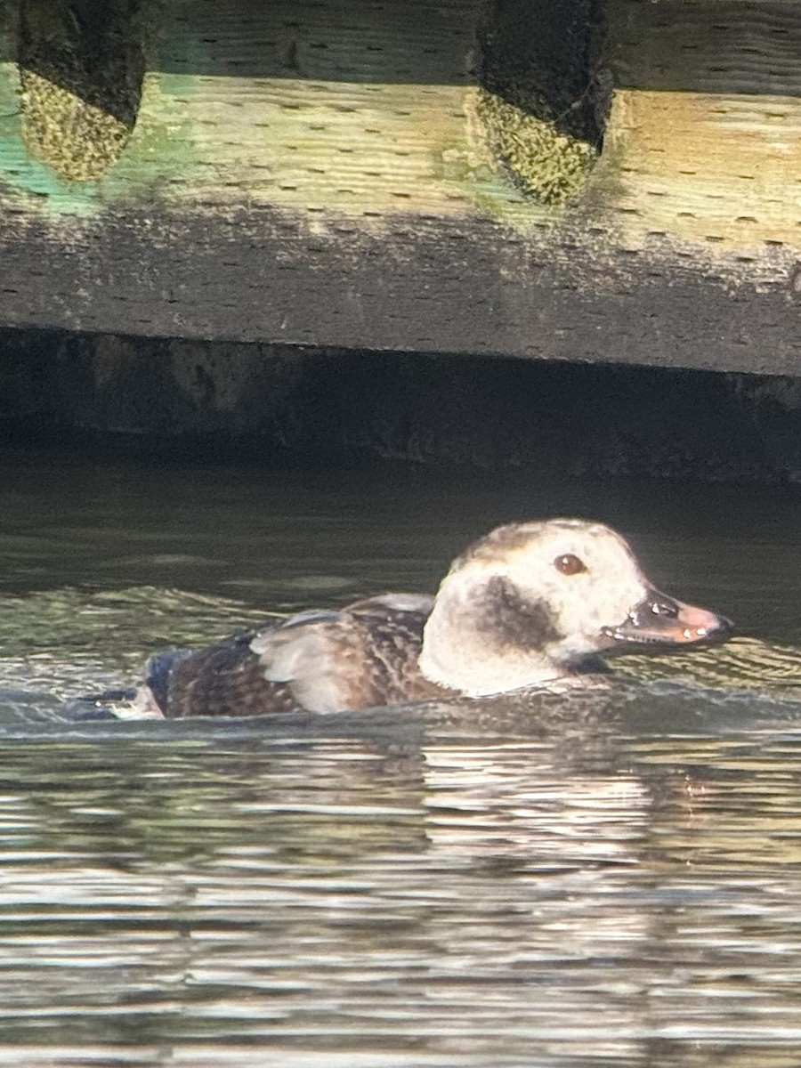 Long-tailed Duck - ML614808565