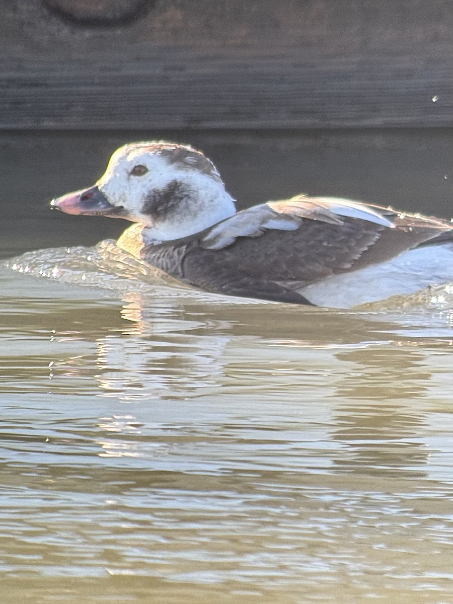 Long-tailed Duck - ML614808566