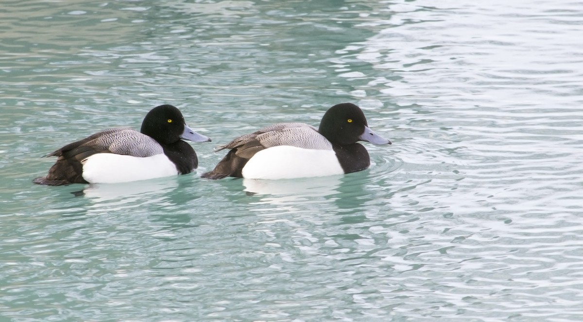 Greater Scaup - ML614808671