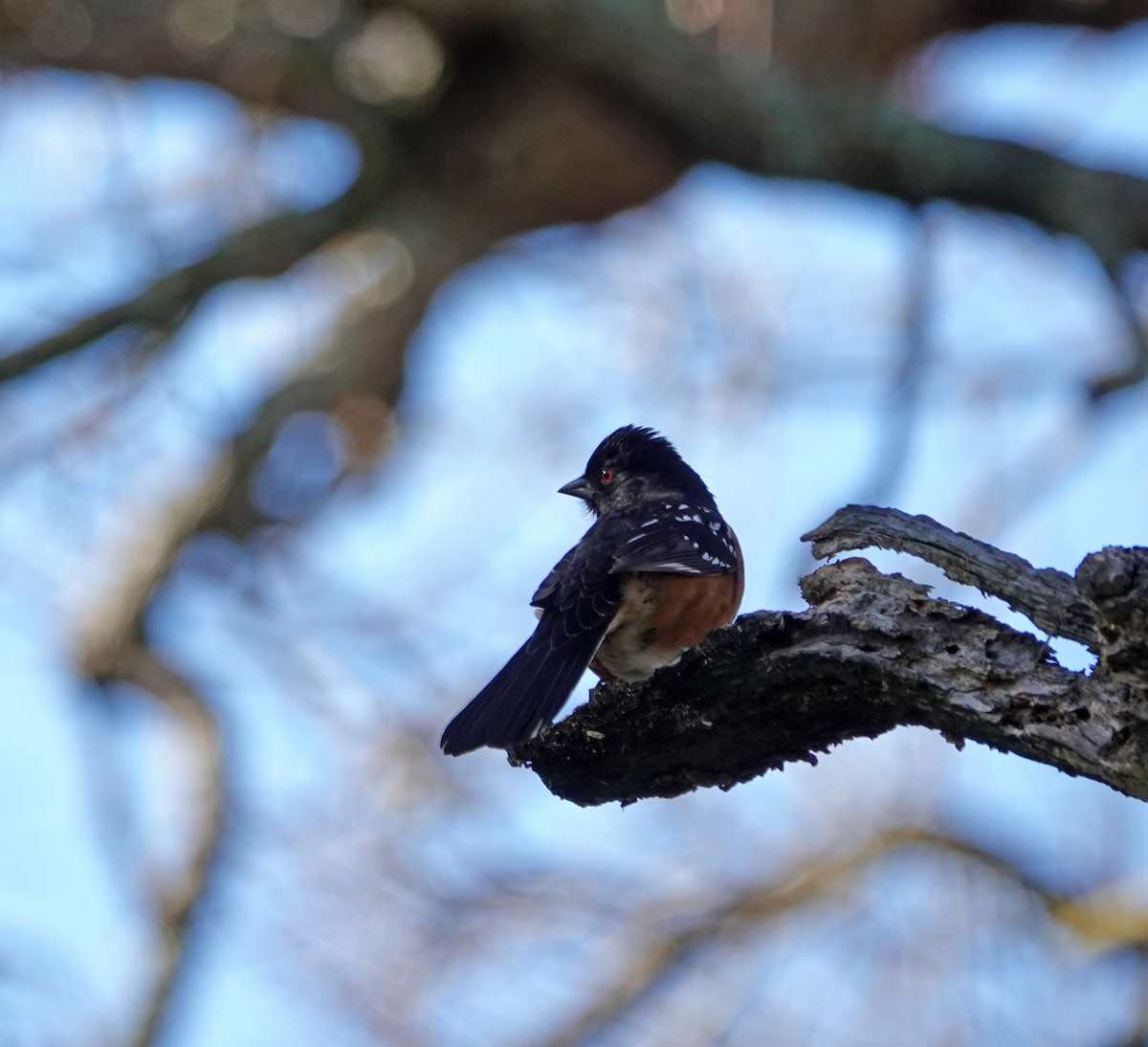 Spotted Towhee - ML614808712