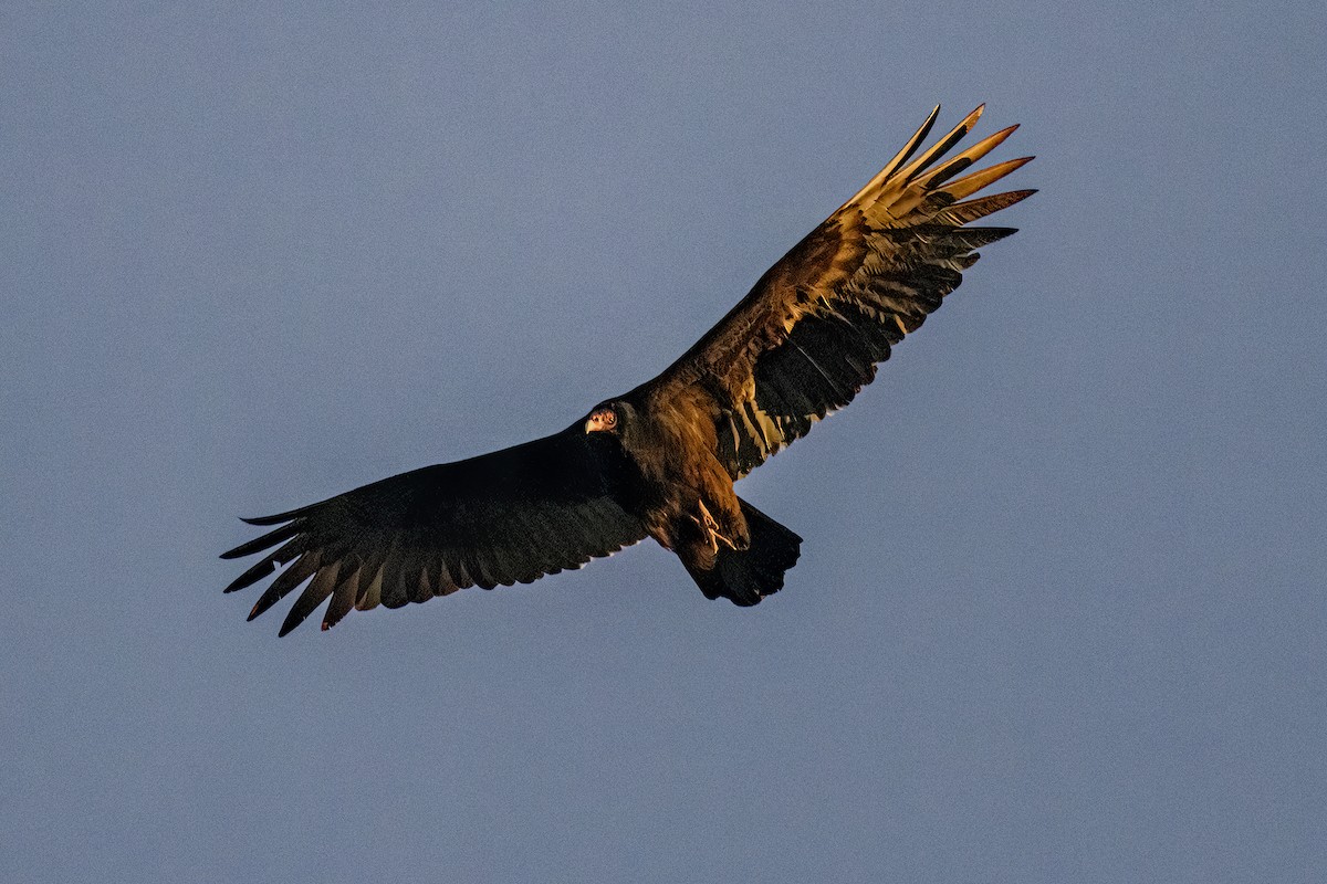 Turkey Vulture - ML614808765