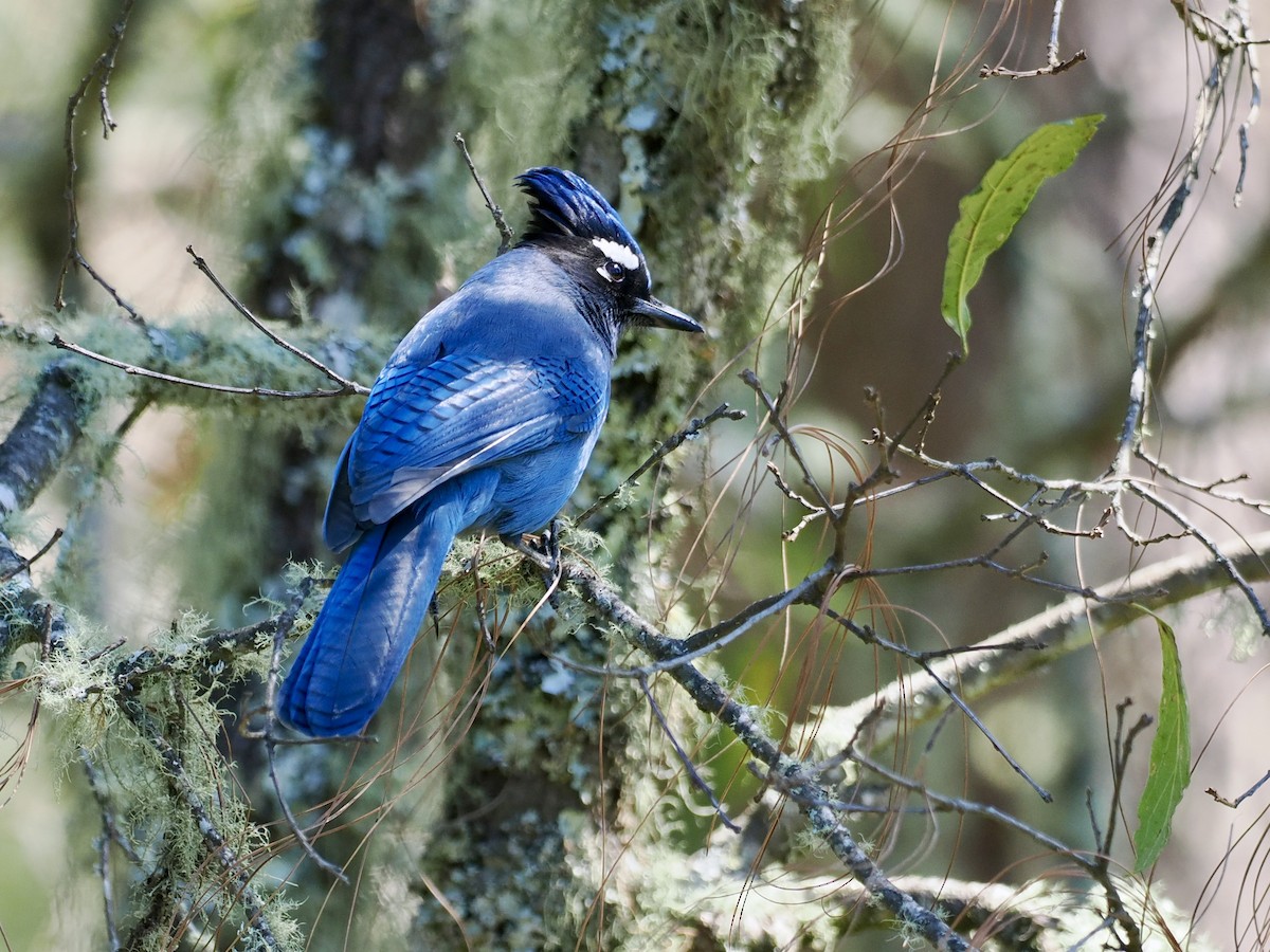 Steller's Jay (Middle American) - ML614808933