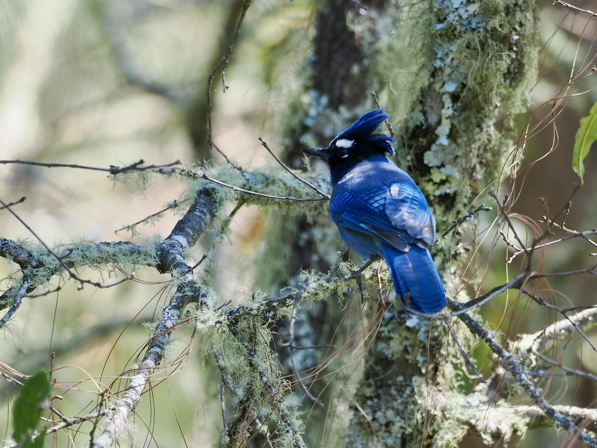 Steller's Jay (Middle American) - ML614808934