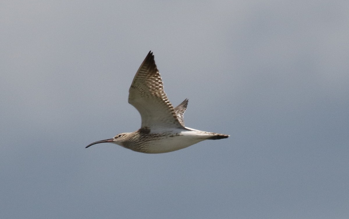 Whimbrel (Steppe) - ML614808993