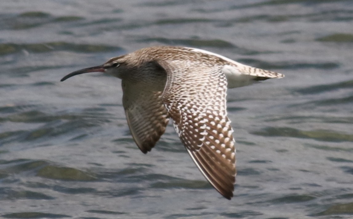 Whimbrel (Steppe) - ML614808996