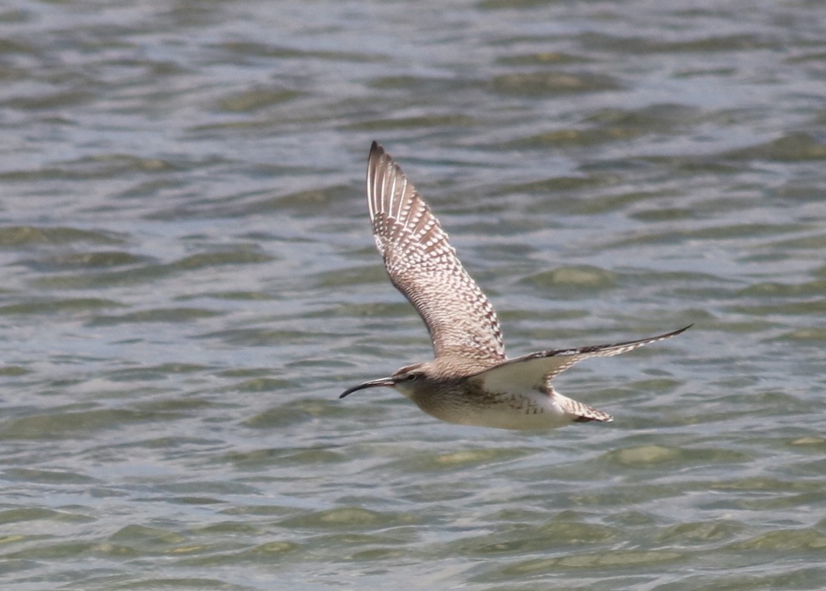 Whimbrel (Steppe) - ML614808997