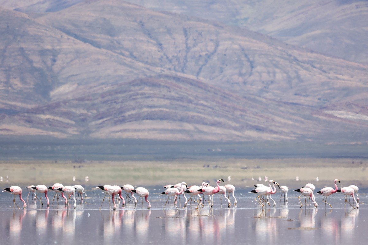 Andean Flamingo - ML614809171