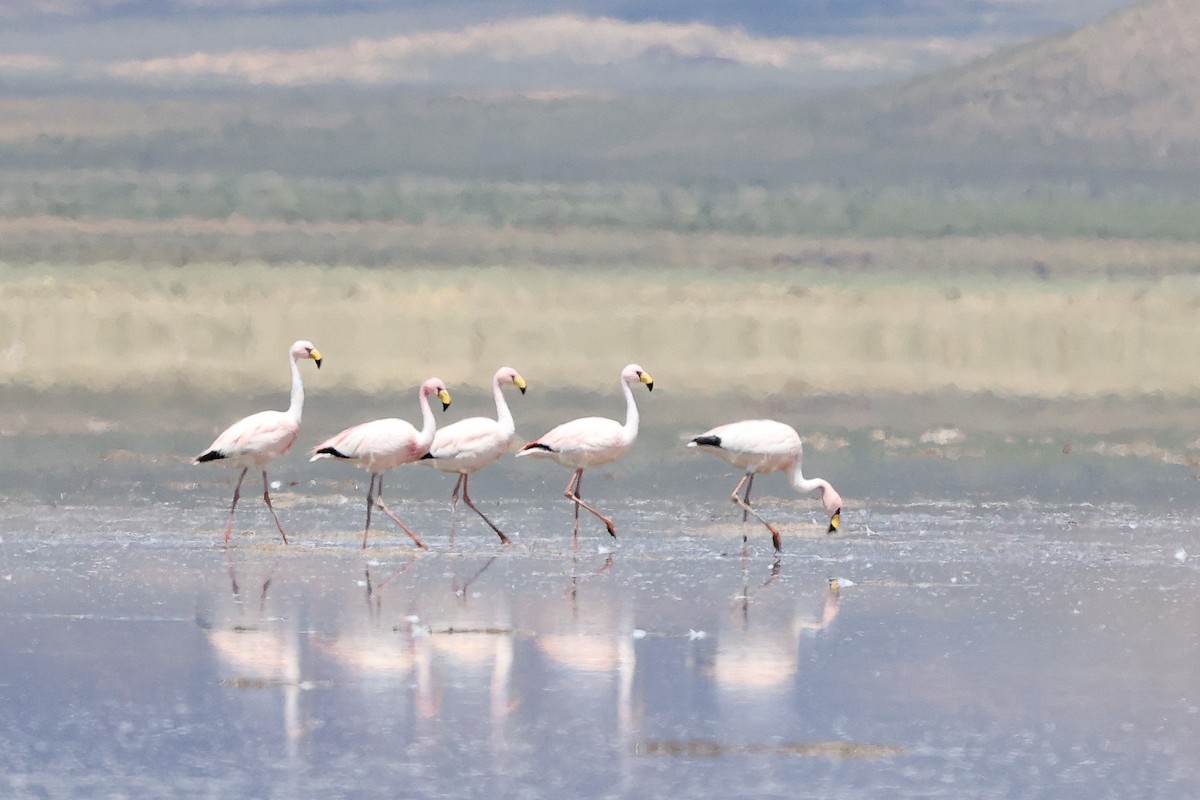 James's Flamingo - Daniel Engelbrecht - Birding Ecotours