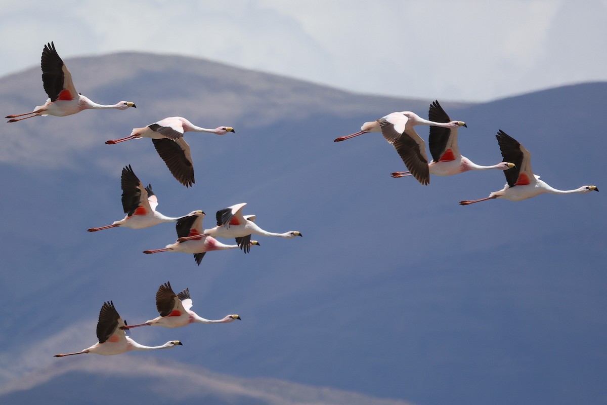 James's Flamingo - Daniel Engelbrecht - Birding Ecotours