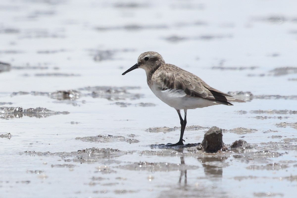 Baird's Sandpiper - Daniel Engelbrecht - Birding Ecotours