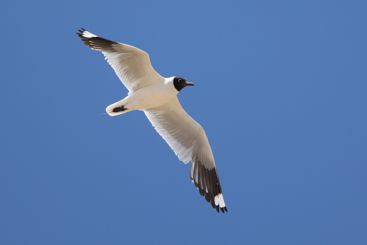 Andean Gull - Daniel Engelbrecht - Birding Ecotours