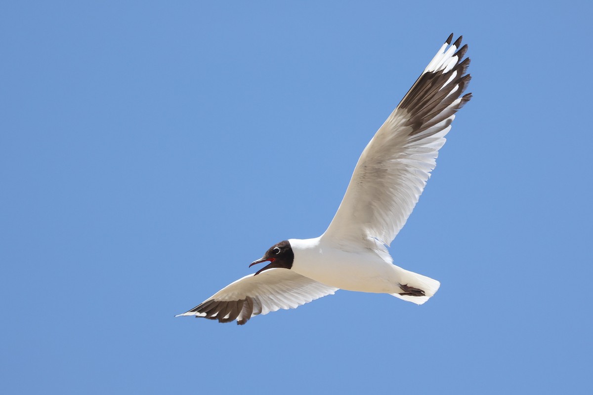 Andean Gull - Daniel Engelbrecht - Birding Ecotours