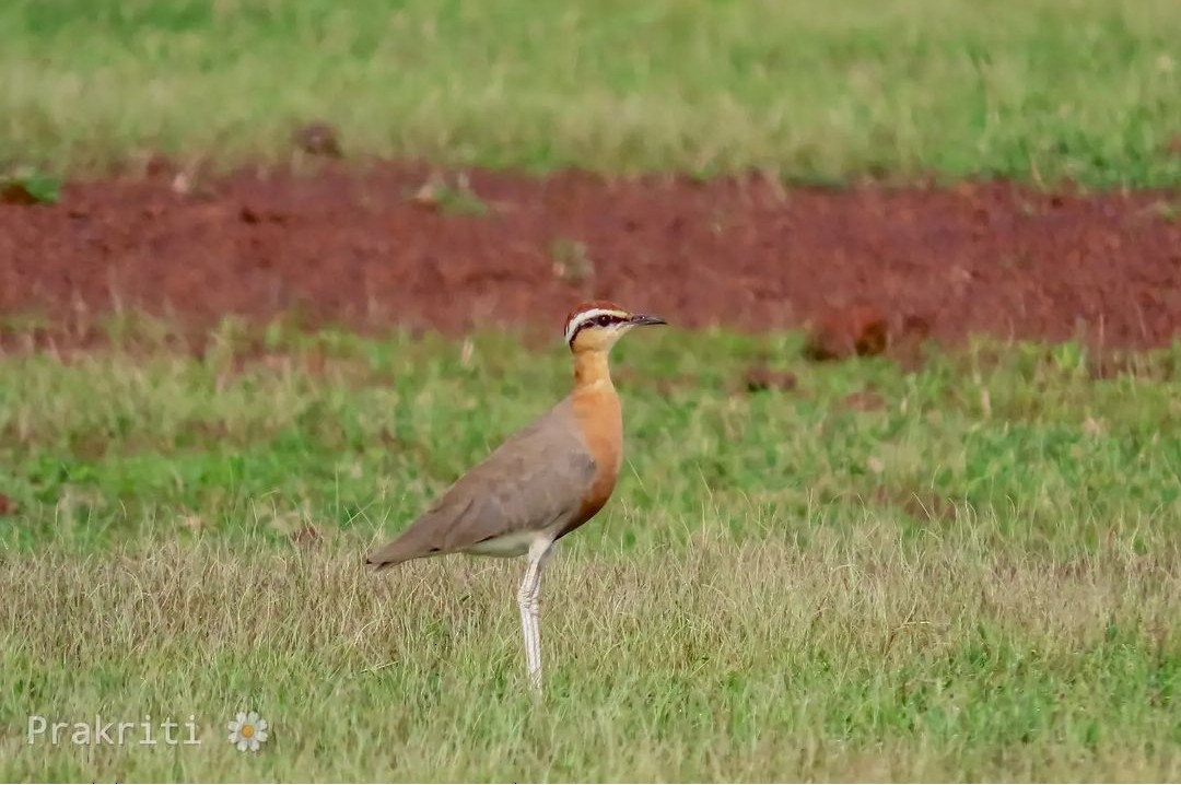 Indian Courser - ML614809287