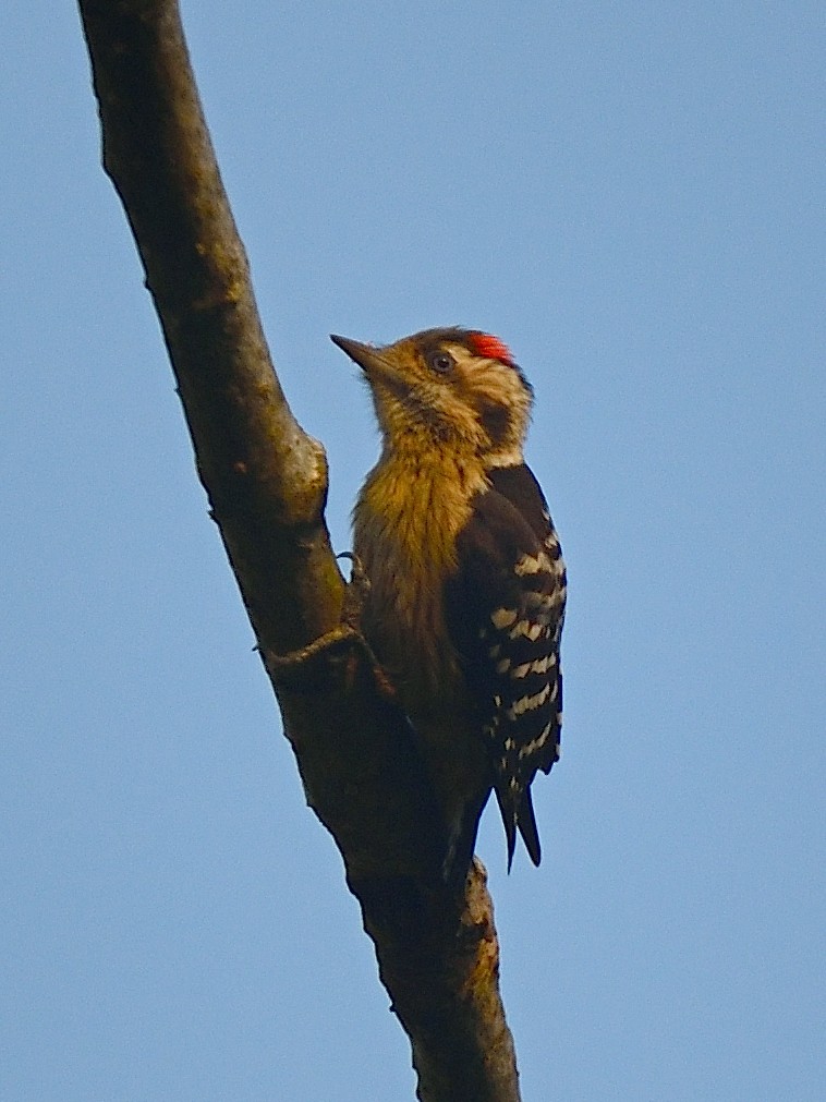 Gray-capped Pygmy Woodpecker - ML614809300