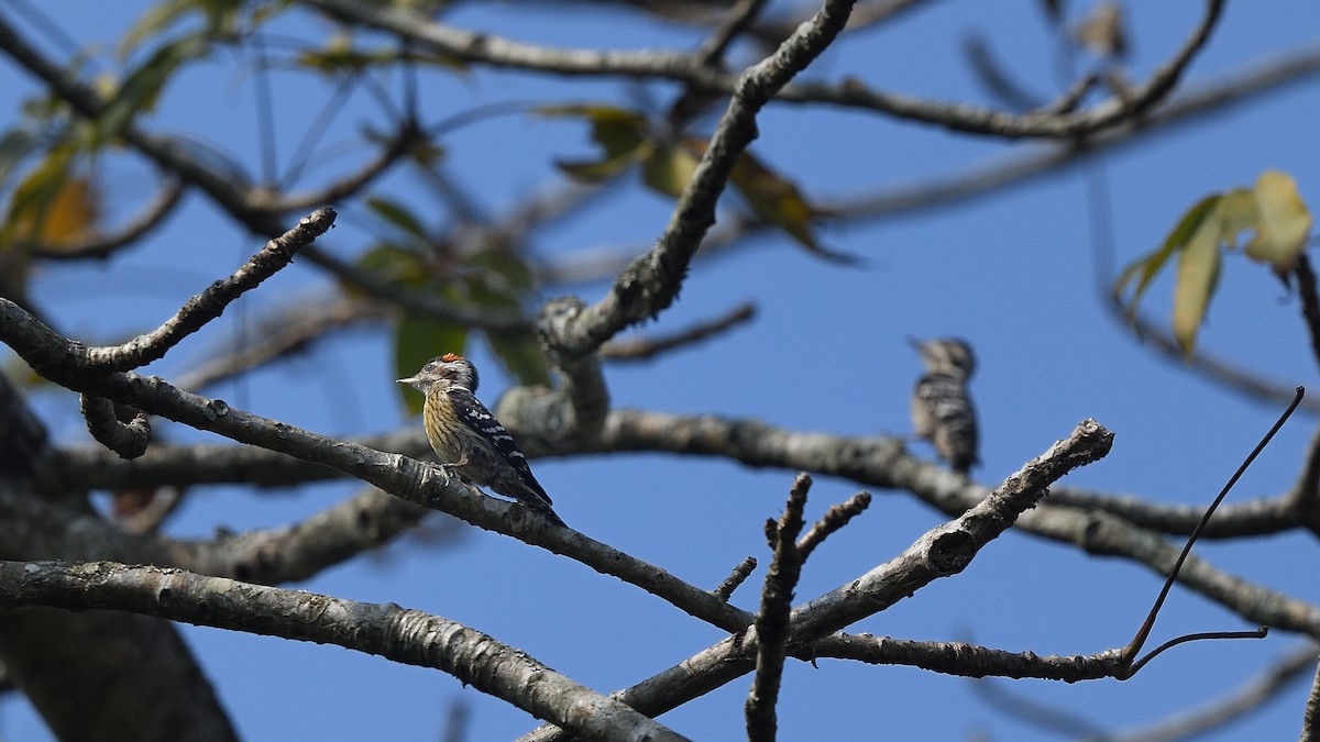 Gray-capped Pygmy Woodpecker - ML614809301