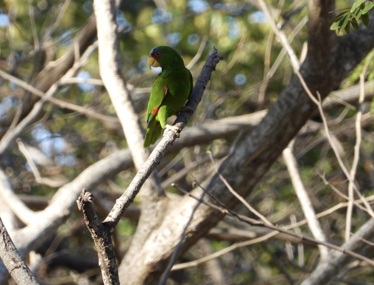 White-fronted Parrot - ML614809345