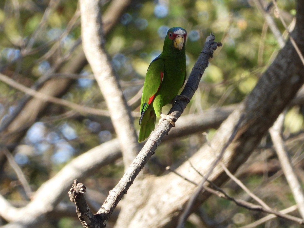White-fronted Parrot - ML614809351