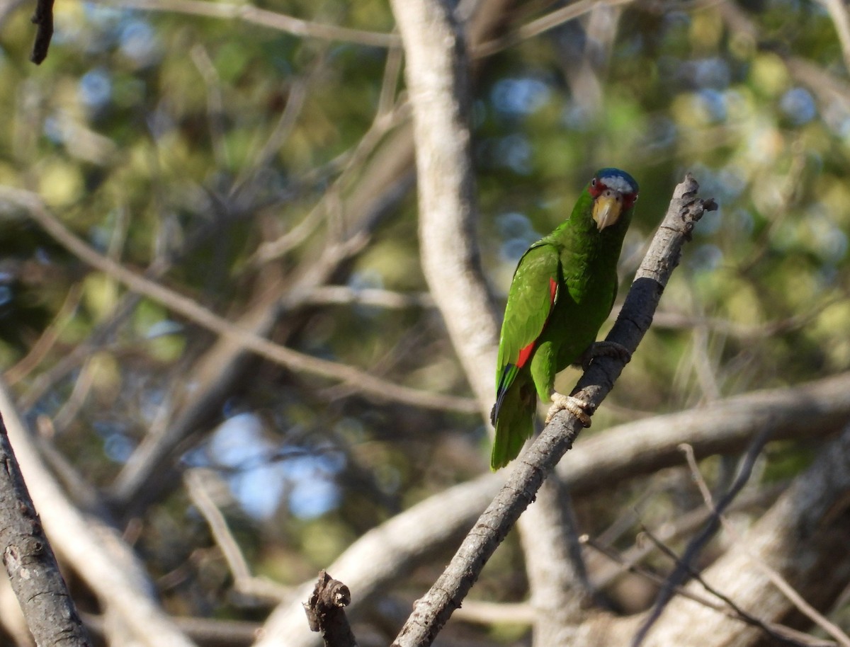 White-fronted Parrot - ML614809357